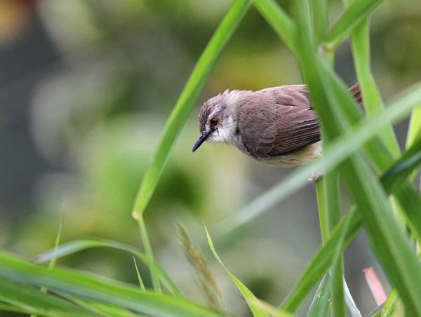 pot-pourri-2-0451Prinia-modeste08121.jpg