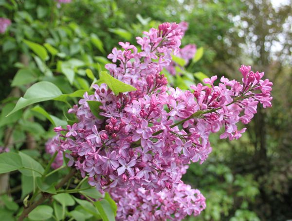 Syringa--Lilas--Princesse-Sturdza.jpg