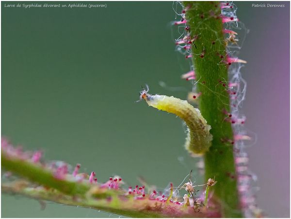 pot-pourri-13-3393larve_syrphidae900C.jpg