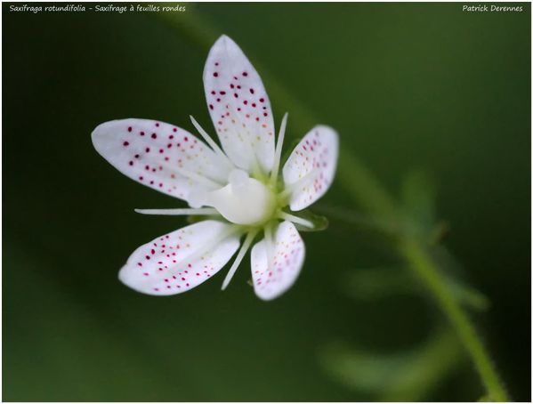 pot-pourri-16-4125Srotundifolia900Cad.jpg