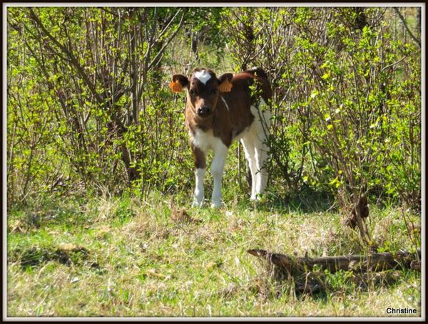 veau breton pie rouge type ancien photo C.GANET