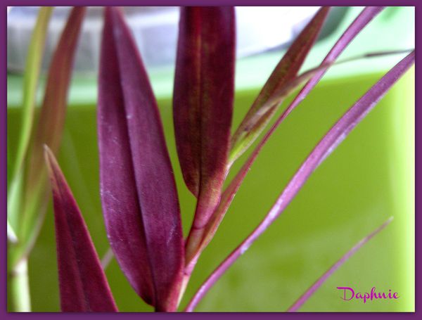 Epidendrum-antonense-feuillage--2-.jpg