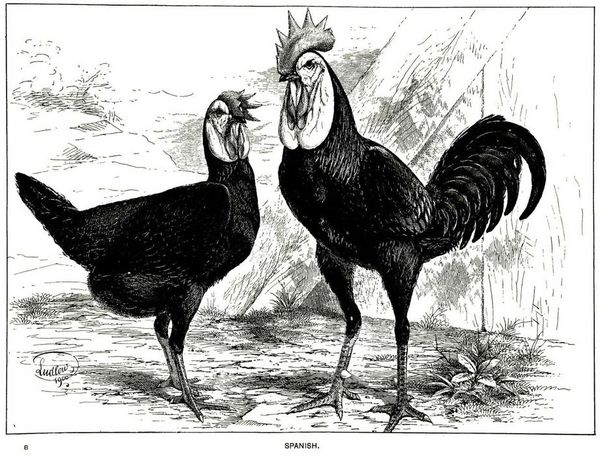 poule et coq espagnols- gravure Ludlow 1900