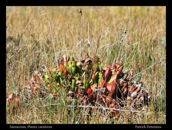 pot-pourri-6-0218Sarracenia130911Fra.jpg