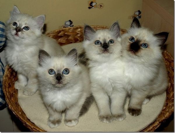 Feline-2