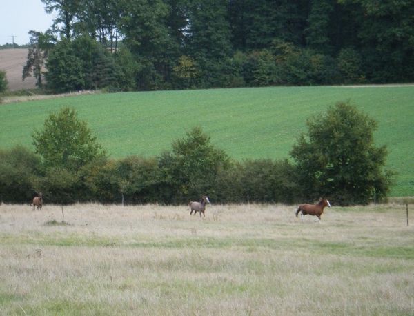 cheval-poulain-tete-course.JPG