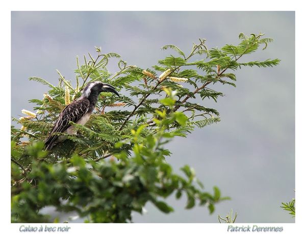 pot-purri-4-1835Hornbill121210Mburo.jpg