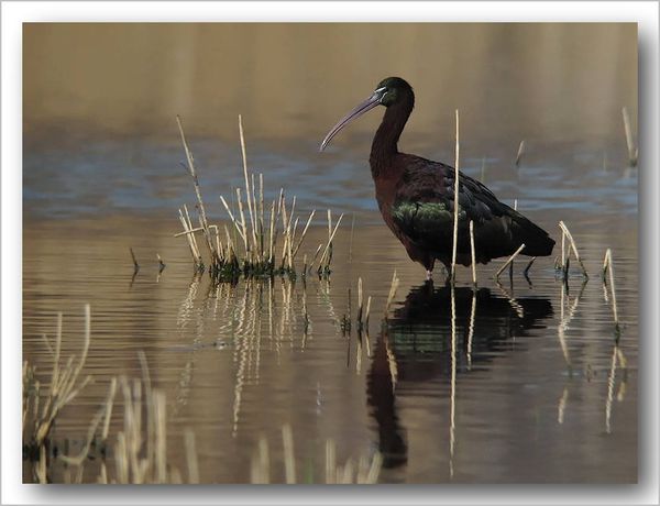 photos9993 7714 5 ibis falcinelle Camargue 13 DxO