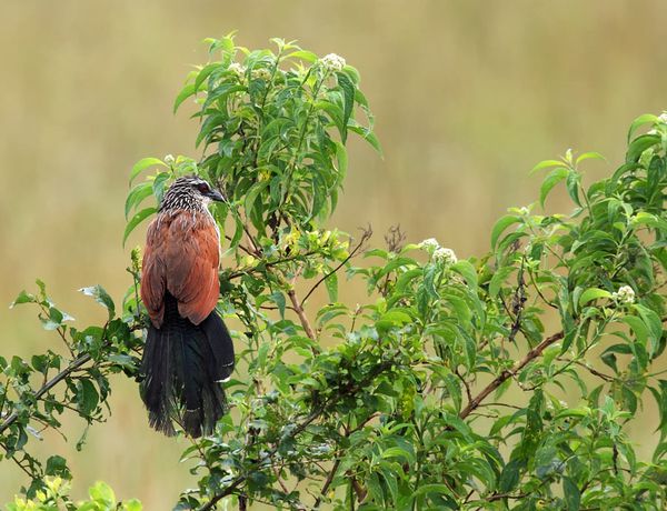 pot-pourri-2 1251Coucal091210QueenEl