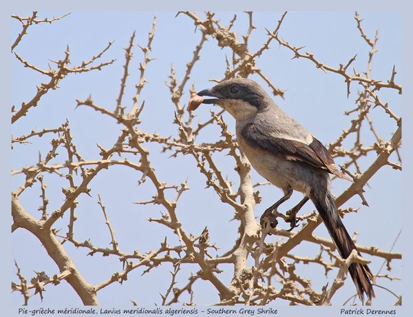 pot-pourri-9-8544PGGalgeriensis28051.jpg