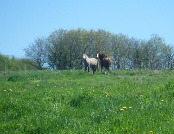 chevaux-pre-copie-2.JPG
