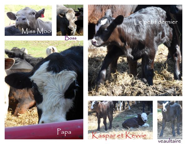 ah-les-vaches.jpg