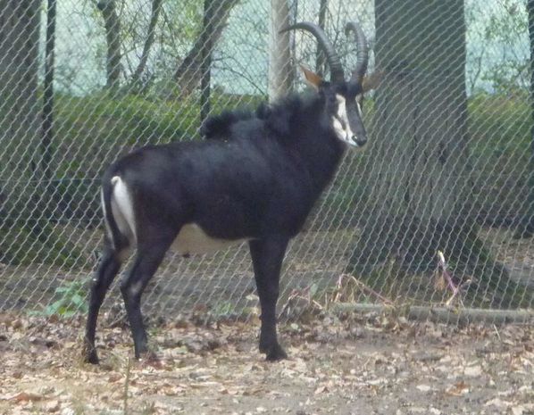 hippotrague-noir-thoiry---O.jpg