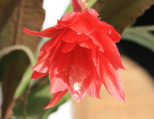 fleur-de-cactus 7263