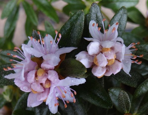rhodo11