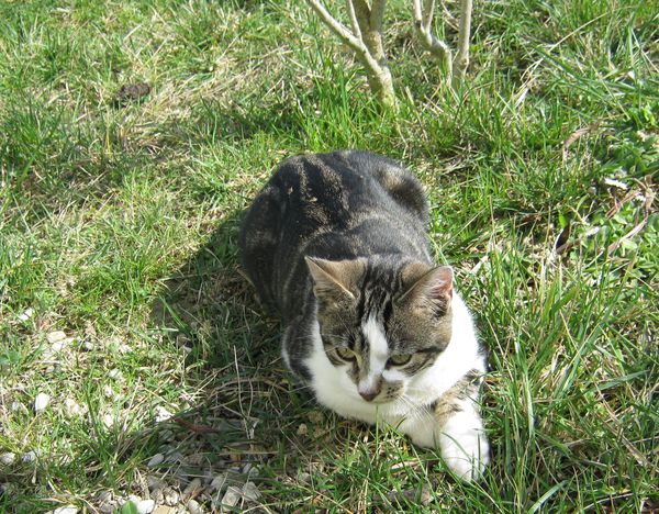 Kambouis-dans-l-herbe-.jpg
