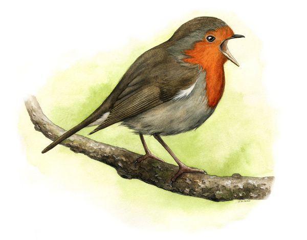 Illustrations d oiseaux Esprit d ici n°13 Le carton à article illustrations d oiseaux esprit d ici n 13