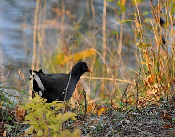 poule-d--eau.jpg