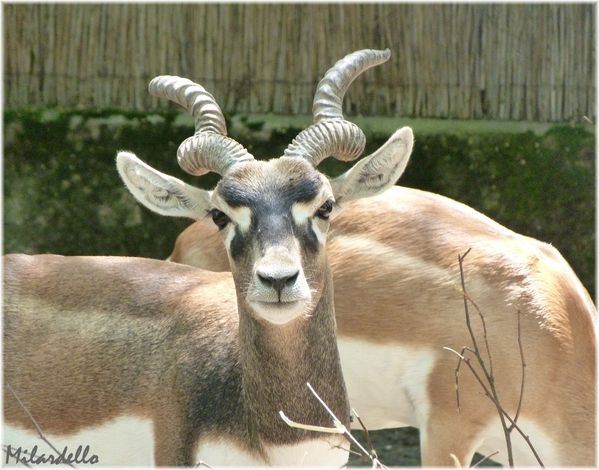 249-a-antilope-cervicapre-1.JPG