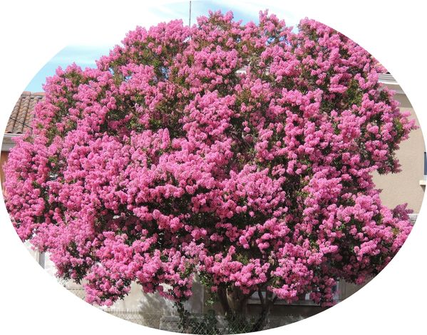 Lagerstroemia-4.jpg