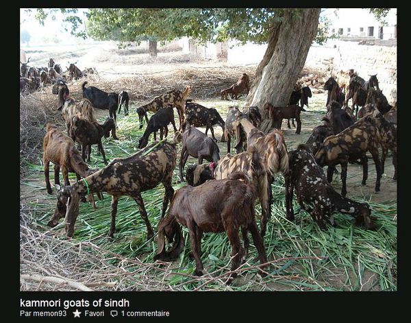 Kammori goats of sindh