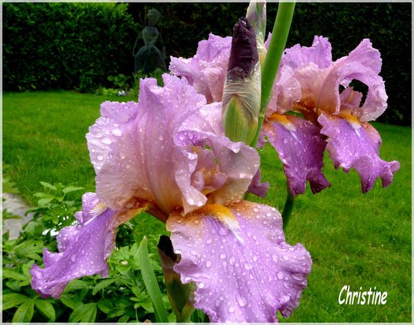 jardin001