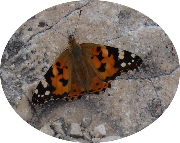 papillongard.jpg