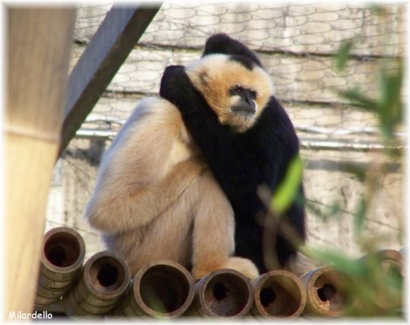 74 b gibbons a favoris blancs mâle et femelle 6