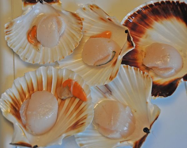 coquillesstjacques-2010-070