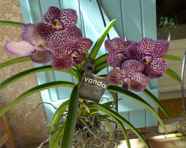 vanda2014 10 02