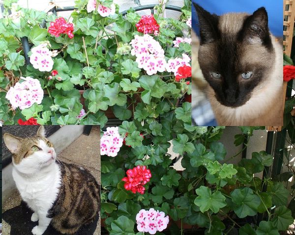 Chats-fleuris.jpg