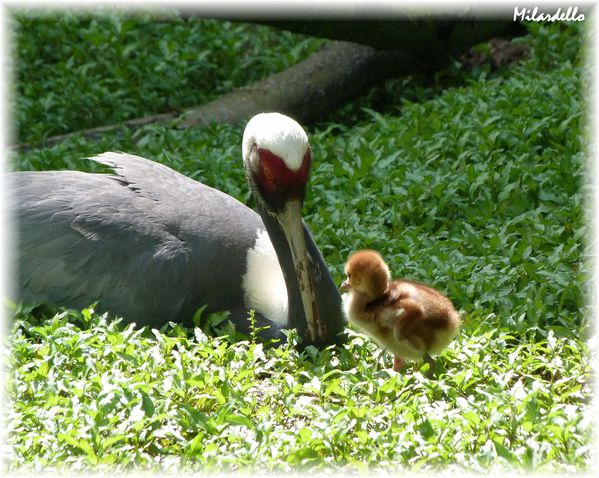 grue-a-cou-blanc-et-son-bebe-07.JPG