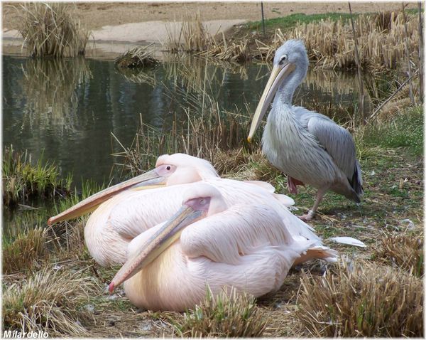 rm-pb-pelicans-blancs-et-pelican-dos-rose.jpg