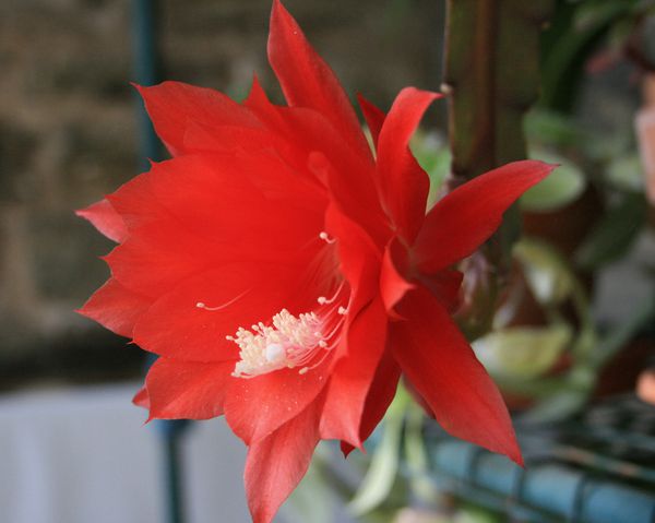 fleur-de-cactus 7255