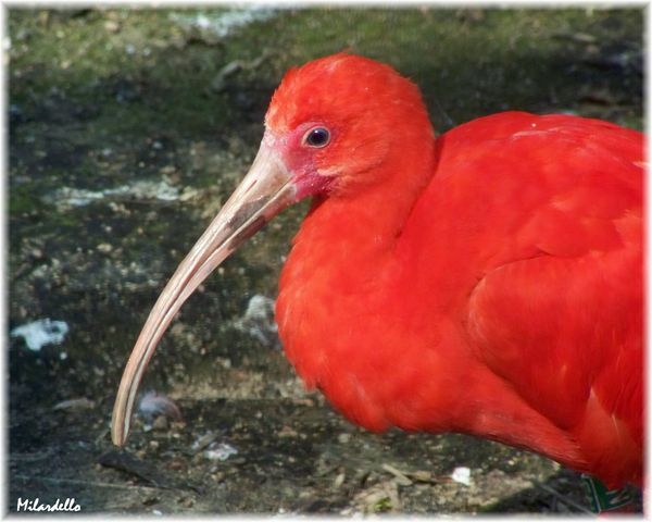 ibis-rouge-4.jpg