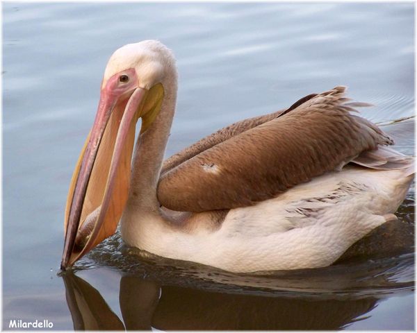 pelican blanc juvenile prêt à déguster un poisson