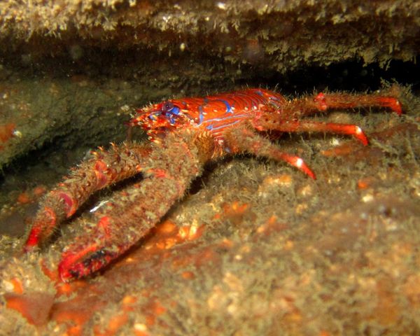 Galathée bicolore (Galathea strigosa) un Crustacé orangé avec des ...