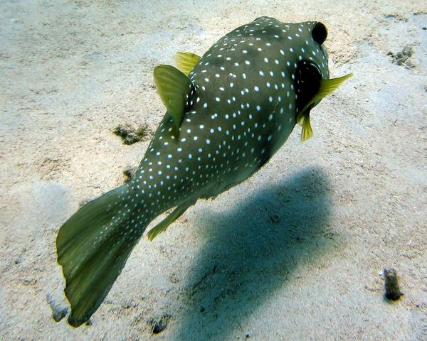 Poisson globe / ballon à épaules noires (Arothron hispidus) - Images ...