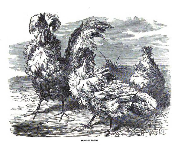 parquet frisés 1867
