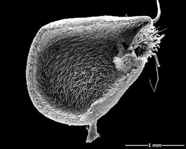 carnivore-UtriculariaVulgaris
