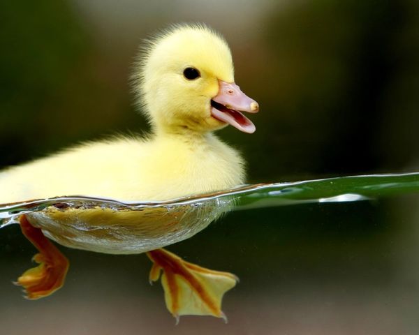 mdg-canard.jpg