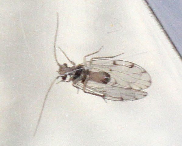 Ectopsocus briggsi (13)