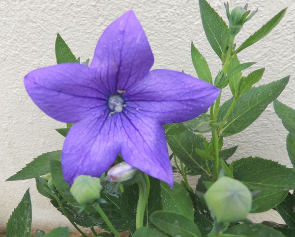 Platycodon-2.jpg