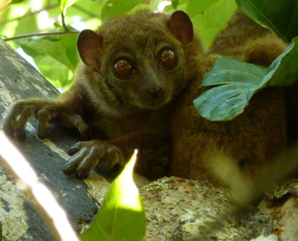2013 07 28 Madagascar 140
