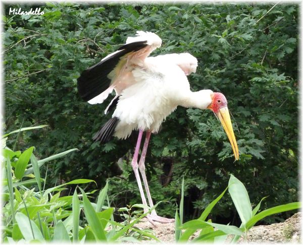 Tantale-ibis-5.jpg