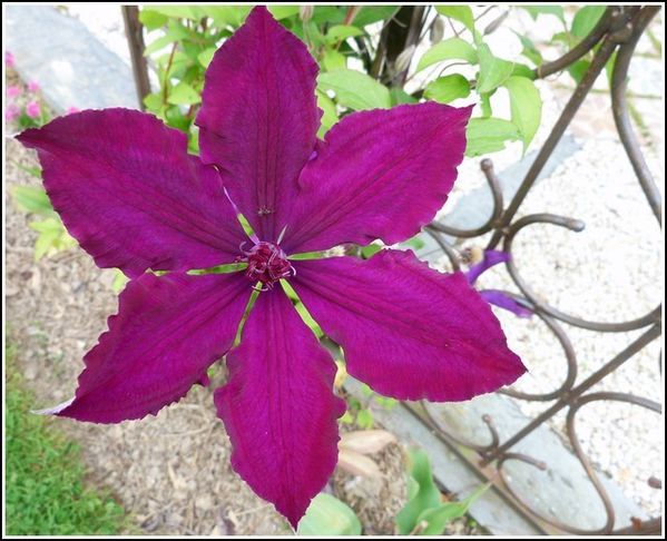 clematite-fushia.jpg