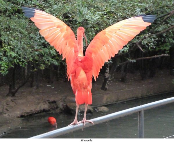 01-ibis-rouge-08.JPG