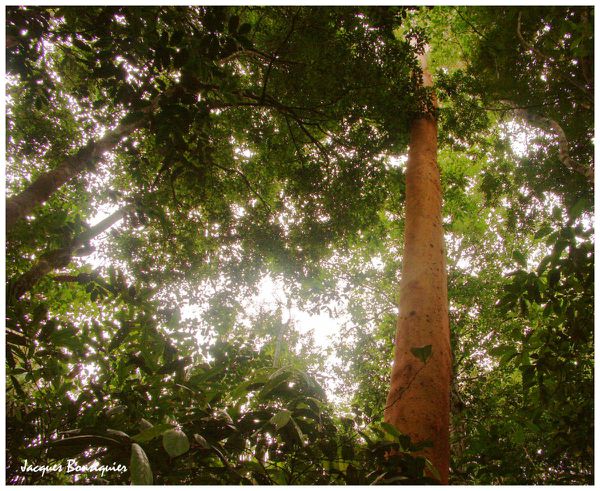 Amazonie EcoPark 16