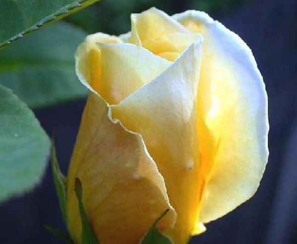 rose2.JPG