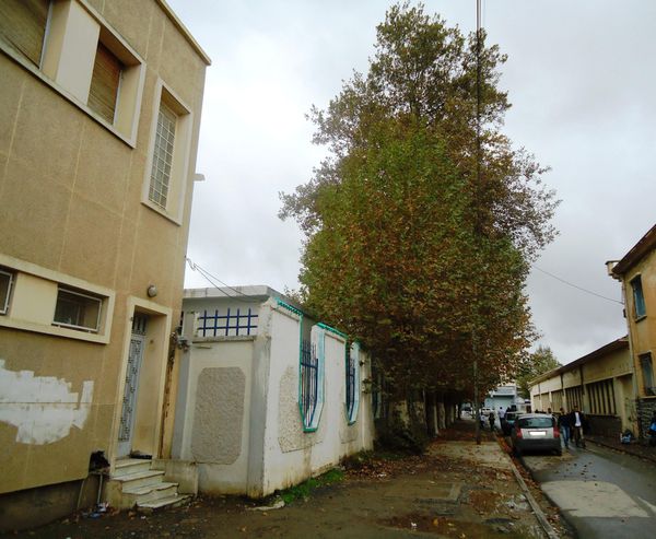 Platane-a-Ain-Bessem-0404.JPG